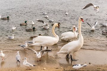 Swans and seagulls on the seashore.