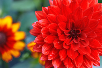 Red dahlia flower blossom head close up