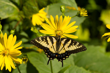 Eastern tiger swallowtail butterfly feeding on colorful wildflowers in summer