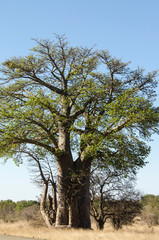 Fototapeta na wymiar Baobab, adansonia digitata, Afrique du Sud
