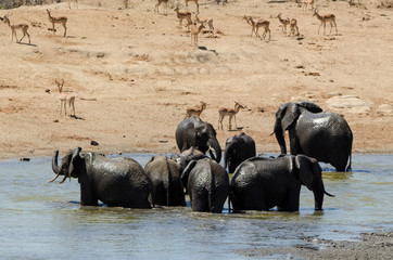 Eléphant d'Afrique, Loxodonta africana, Impala,Aepyceros melampus, Parc national Kruger, Afrique...