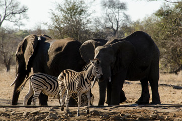 Zèbre de Burchell, Equus quagga, Eléphant d'Afrique, Loxodonta africana, Parc national Kruger, Afrique du Sud