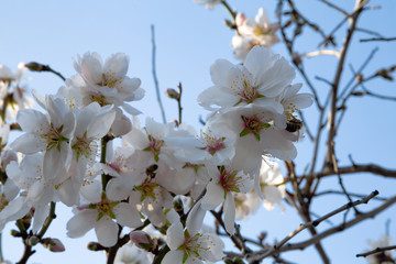 Flowers of the cherry blossoms on a spring day. Branch of a blossoming tree with beautiful white flowers.