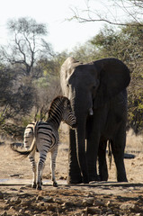 Zèbre de Burchell, Equus quagga, Eléphant d'Afrique, Loxodonta africana, Parc national Kruger, Afrique du Sud