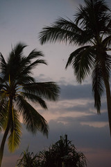 Fototapeta na wymiar beautiful palm trees against the twilight sky