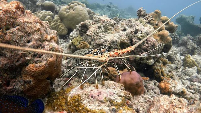 Painted spiny lobster walking on a bleached coral reef. Indian ocean, Maldives. 4K