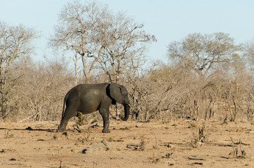 Eléphant d'Afrique, Loxodonta africana, Parc national Kruger, Afrique du Sud