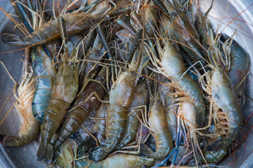 sweel water shrimp
