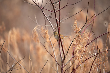 Swamp Sparrow