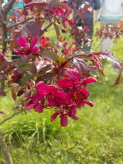 Obraz premium flowers of decorative apple tree. Burgundy flowers