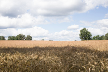 Pole pszenicy, lato w Polsce, chmury nad polem. © Grzegorz