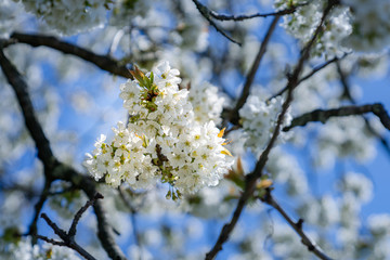 Obraz premium Baum Blüten