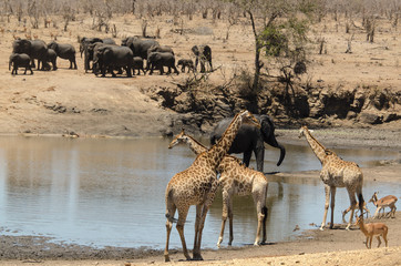 Fototapeta na wymiar Girafe, Giraffa Camelopardalis, Eléphant d'Afrique; Loxodonta africana; Parc national Kruger, Afrique du Sud
