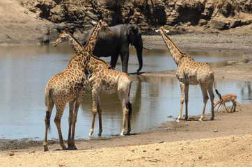Girafe, Giraffa Camelopardalis, Eléphant d'Afrique; Loxodonta africana; Parc national Kruger, Afrique du Sud