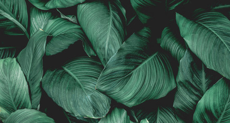 leaves of Spathiphyllum cannifolium, abstract green texture, nature background, tropical leaf