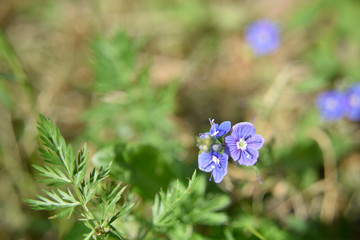 closer look at the flowers in the garden outdoor.