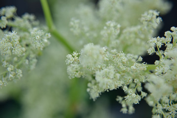 closer look at the flowers in the garden outdoor.