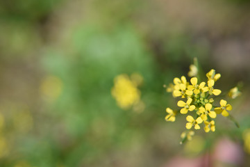 closer look at the flowers in the garden outdoor.