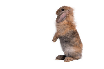 Brown fur rabbit has long ears and cute, Standing with 2 hind legs, On white isolated background, to pet and animal concept.