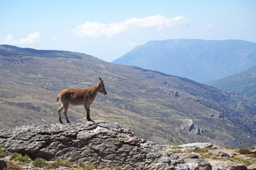 Alone brown Iberian ibex on the top of the big rock with green grass, far mountains on the sunny day.