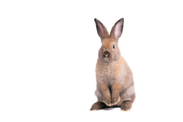 Brown fur rabbit has long ears and cute, Standing with 2 hind legs, On white isolated background, to pet and animal concept.