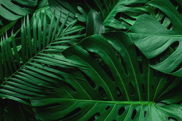 Plakat closeup nature view of green monstera leaf and palms background. Flat lay, dark nature concept, tropical leaf