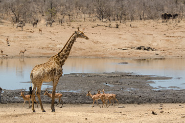 Fototapeta na wymiar Girafe, Giraffa Camelopardalis, Impala, Aepyceros melampus, Parc national Kruger, Afrique du Sud