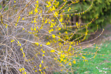 First yellow flowers on a tree