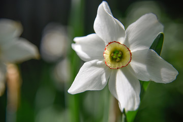 closer look at the flowers in the garden outdoor.