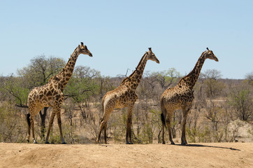 Girafe, Giraffa Camelopardalis, Parc national Kruger, Afrique du Sud