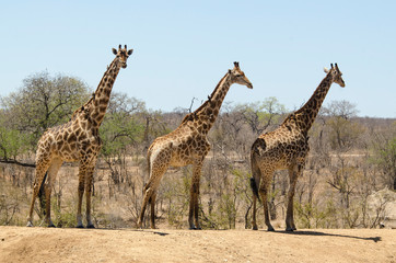 Girafe, Giraffa Camelopardalis, Parc national Kruger, Afrique du Sud