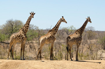 Obraz na płótnie Canvas Girafe, Giraffa Camelopardalis, Parc national Kruger, Afrique du Sud