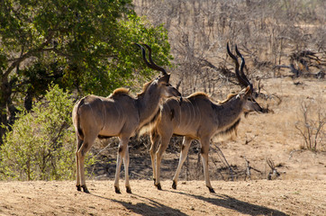 Grand koudou, Tragelaphus strepsiceros, mâle, Parc national Kruger, Afrique du Sud