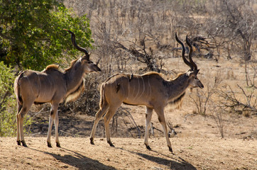 Grand koudou, Tragelaphus strepsiceros, mâle, Parc national Kruger, Afrique du Sud