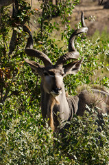 Grand koudou, Tragelaphus strepsiceros, mâle, Parc national Kruger, Afrique du Sud