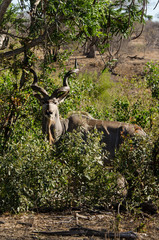 Grand koudou, Tragelaphus strepsiceros, mâle, Parc national Kruger, Afrique du Sud