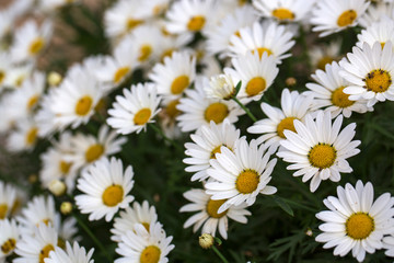 Fototapeta premium Garden camomile flowers, field with camomiles, camomile closeup, natural antiseptic. Chamomile close up. Chamomile medicinal plant on a sunny day. Blooming chamomile field natural herbal treatment.