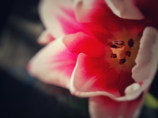 pink lily closeup