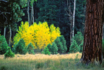 Quaking aspen, Arizona