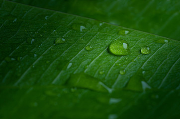 water drops on leaf