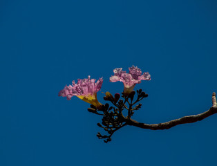 Pink Magnolia Trees with a blue sky