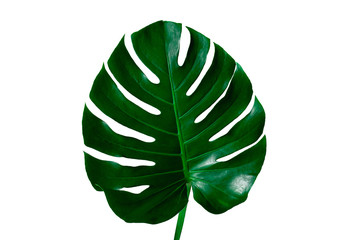 Beautiful Tropical Monstera leaf isolated on white background for design elements, Flat lay