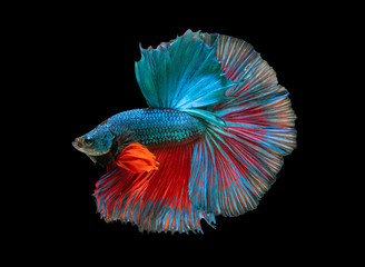 Siamese fighting fish movement on black background.