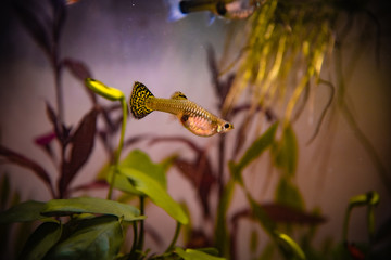 Guppy dorado