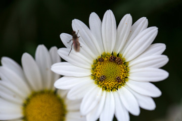 Fototapeta premium Garden camomile flowers, field with camomiles, camomile closeup, natural antiseptic. Chamomile close up. Chamomile medicinal plant on a sunny day. Blooming chamomile field natural herbal treatment.