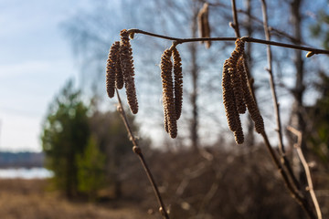 pussy willow branch