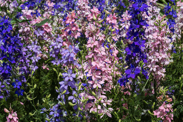 pink and blue blooming delphiniums on a sunny summer day in park
