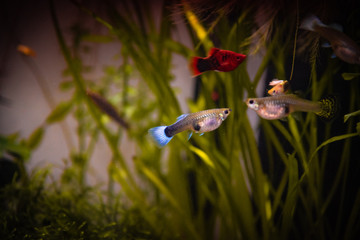 Guppys