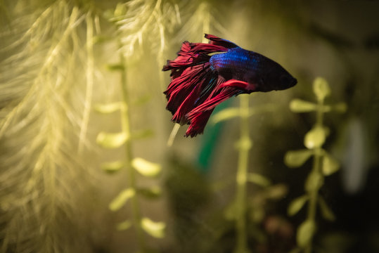 Pez Betta splendens