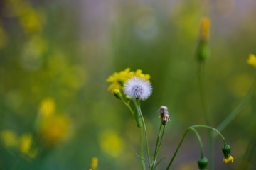 yellow flowers in the meadow